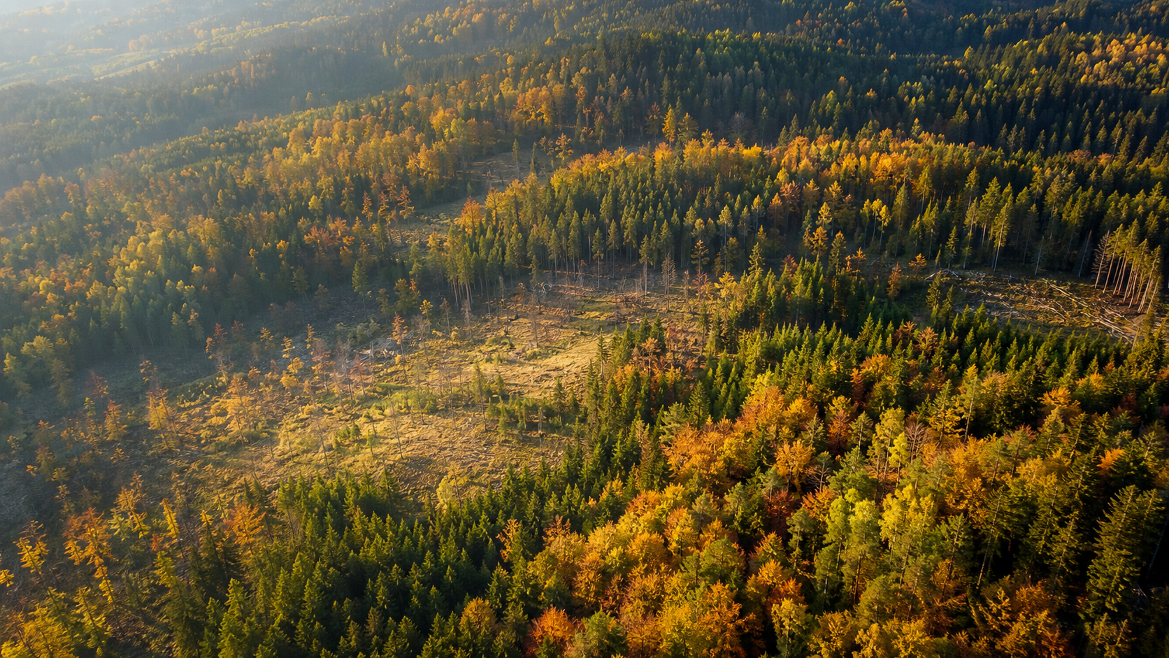 Forest from the air: clearings, species and differing zones