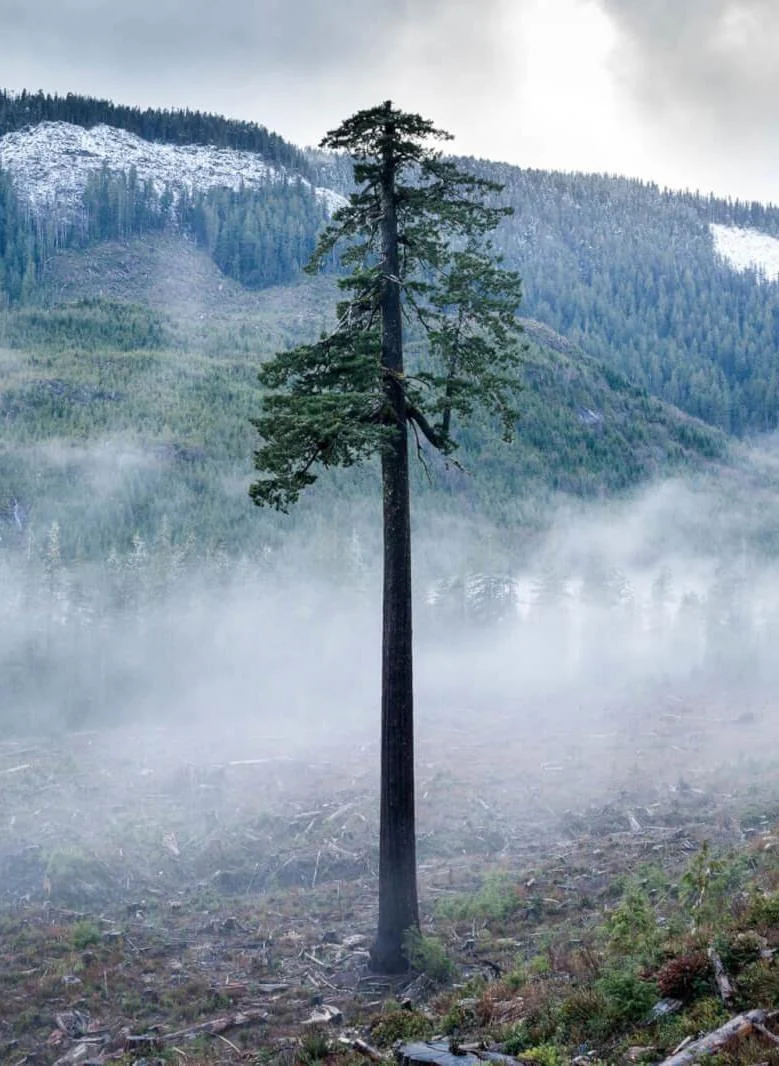 A single tree
