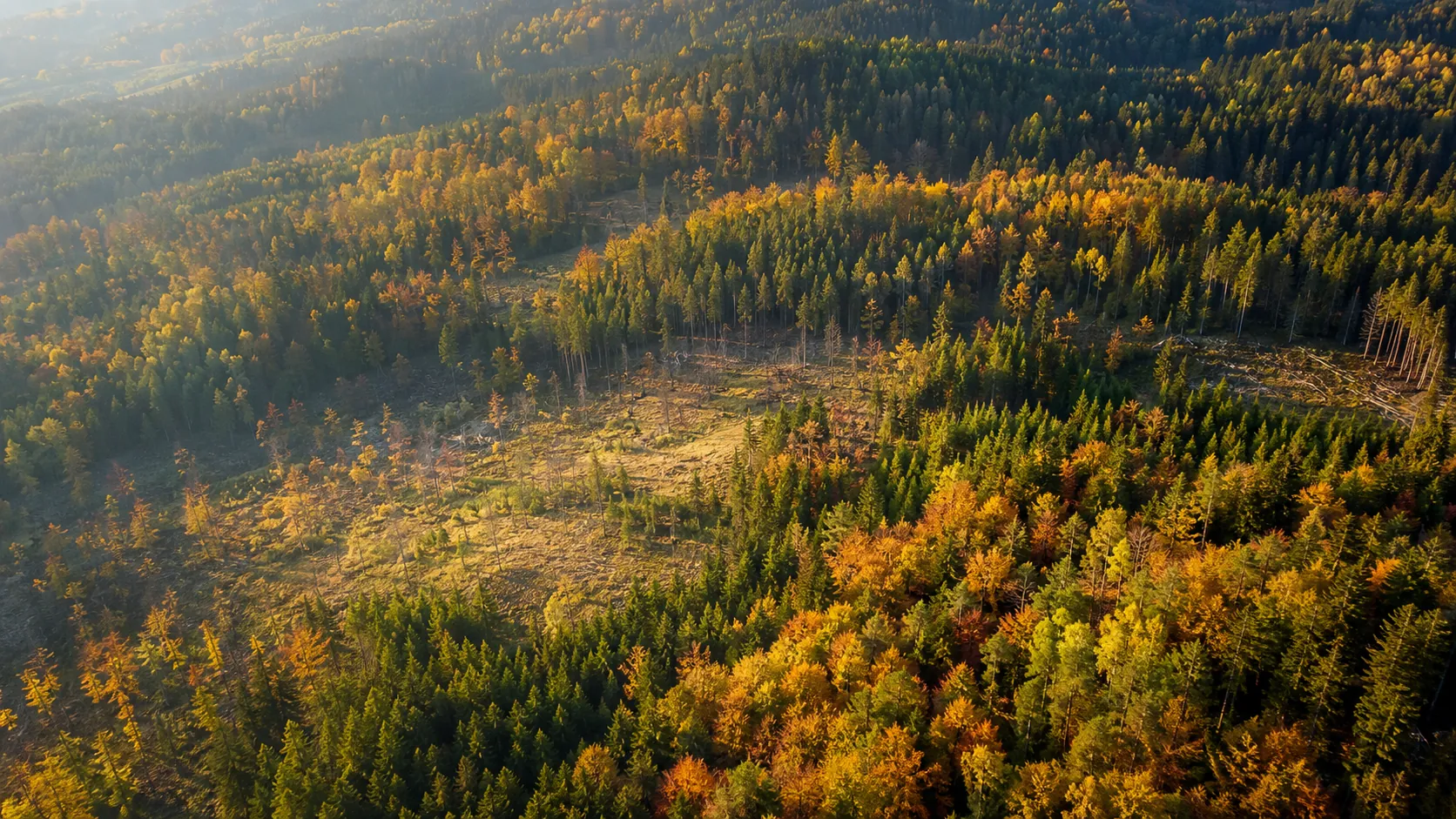 La forêt entière vue d’en haut